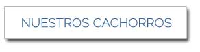 Nuestros cachorros