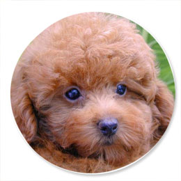 Caniche Toy