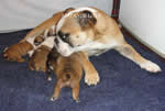 Hembra Bulldog Ingles
