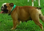 Hembra Bulldog Ingles