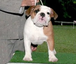 Hembra Bulldog Ingles