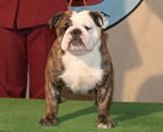 Hembra Bulldog Ingles
