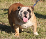 Hembra Bulldog Ingles