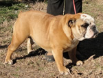 Hembra Bulldog Ingles