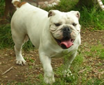 Hembra Bulldog Ingles