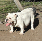 Hembra Bulldog Ingles