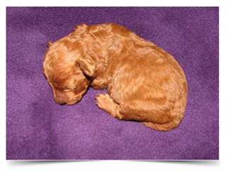Caniche Toy